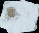 Killer Kettneraspis Trilobite From Oklahoma #3221-4